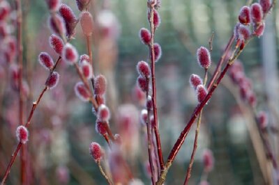 SALIX gracilistyla 'Mount Aso'