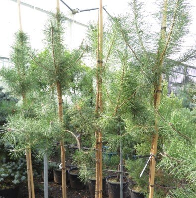 PINUS sylvestris