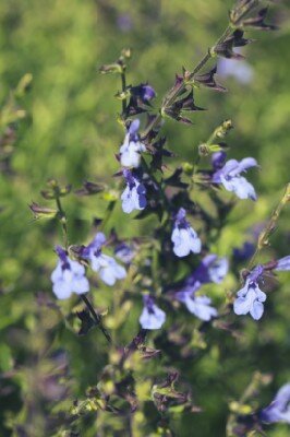 SALVIA 'Pretty in Pink'