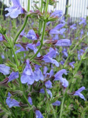 SALVIA 'Pretty in Pink' - image 2