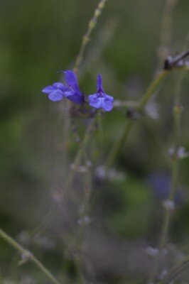 SALVIA 'Pretty in Pink' - image 3