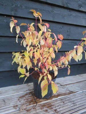 CORNUS sanguinea 'Anny's Winter Orange' - image 1