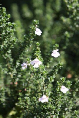 PROSTANTHERA cuneata