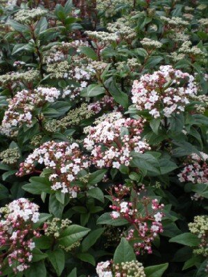 VIBURNUM tinus 'Spirit'