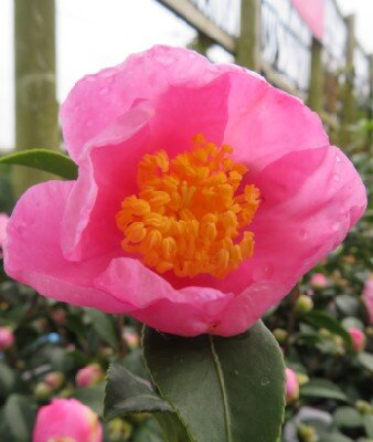 CAMELLIA sasanqua Pink