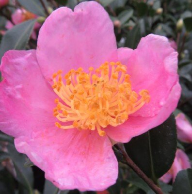 CAMELLIA sasanqua 'Autumn Flower Festival'