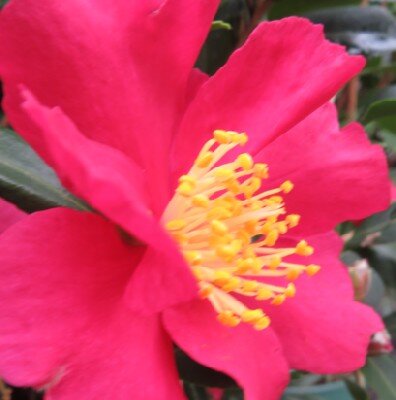 CAMELLIA sasanqua Red