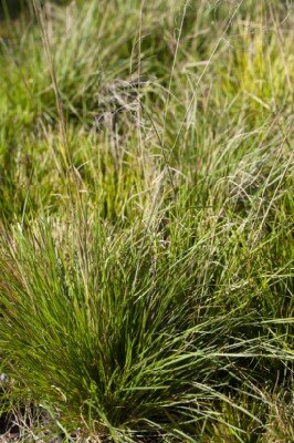 DESCHAMPSIA cespitosa 'Palava' - image 1