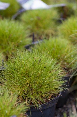 DESCHAMPSIA cespitosa 'Palava' - image 2