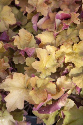 HEUCHERA 'Changeling'