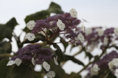 HYDRANGEA aspera sargentiana