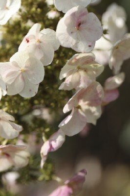 HYDRANGEA quercifolia 'Munchkin'