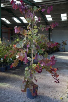 CERCIS canadensis 'Eternal Flame' - image 3