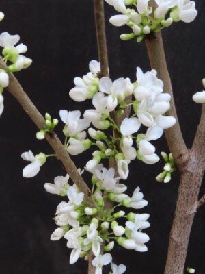 CERCIS chinensis 'Shirobana' - image 1