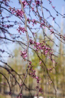 CERCIS canadensis 'Zig Zag' - image 1