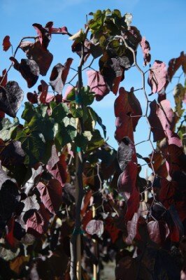 CERCIS canadensis 'Zig Zag' - image 2