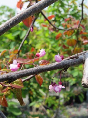 CERCIS canadensis 'Zig Zag' - image 3