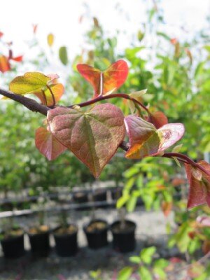 CERCIS canadensis 'Zig Zag' - image 4