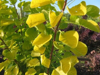 COTINUS coggygria 'Golden Spirit'