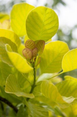 COTINUS coggygria 'Golden Spirit' - image 2