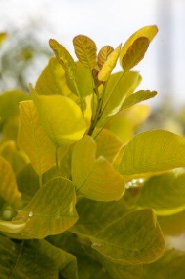 COTINUS coggygria 'Golden Spirit' - image 3