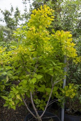 COTINUS coggygria 'Golden Spirit' - image 4