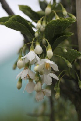 STYRAX japonicus 'June Snow'