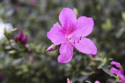 AZALEA 'Purple Splendour'