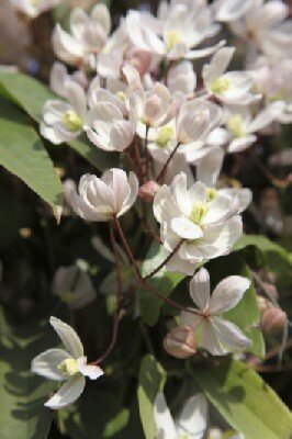 CLEMATIS armandii 'Hendersonii Rubra'