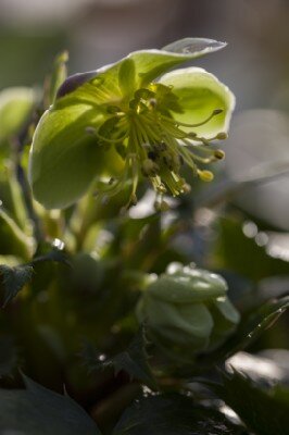 HELLEBORUS x sternii - image 1