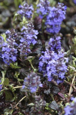 AJUGA reptans 'Black Scallop'