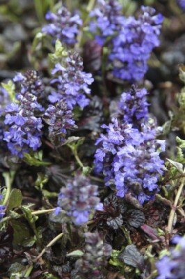 AJUGA reptans 'Black Scallop' - image 3