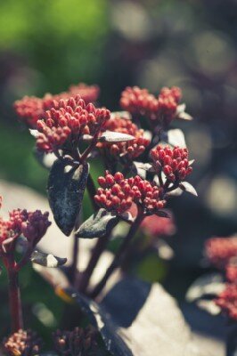 HYLOTELEPHIUM 'Chocolate Cherry'