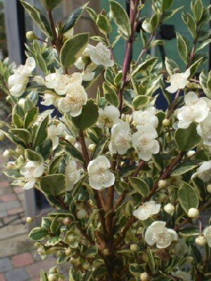 LUMA apiculata 'Glanleam Gold'