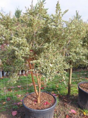 LUMA apiculata 'Glanleam Gold' - image 1