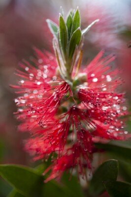 CALLISTEMON rugulosus