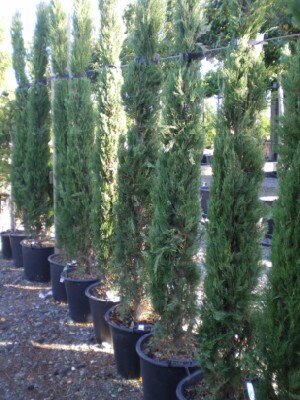 CUPRESSUS sempervirens 'Pyramidalis'