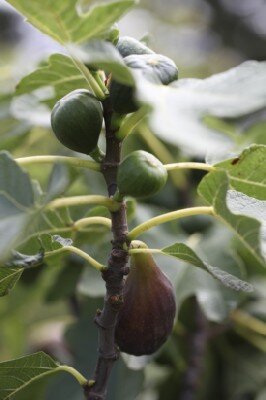 Ficus carica 'Brown Turkey' (FIG)