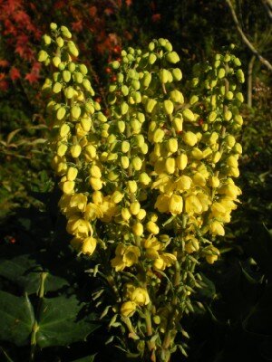 MAHONIA x media 'Charity'