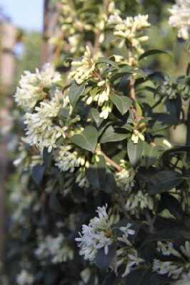 OSMANTHUS heterophyllus