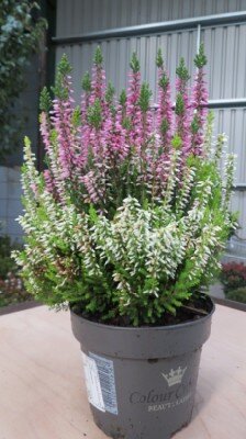 CALLUNA v.Beauty Ladies 'Colour Crown'