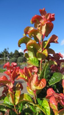 LEUCOTHOE axillaris 'Curly Red'