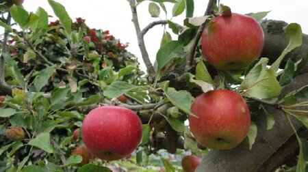 Malus domestica 'Elstar' (Apple)