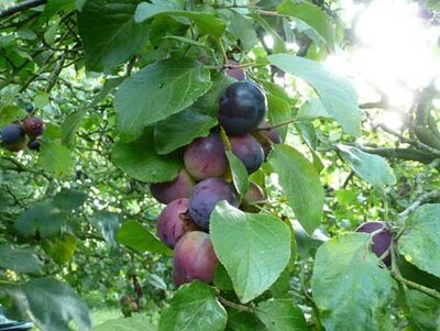 Prunus domestica 'Czar' (PLUM)