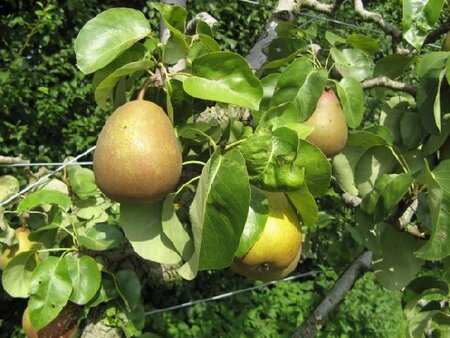 Pyrus communis 'Beurre Hardy' (PEAR)