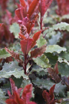 PHOTINIA serratifolia 'Crunchy'