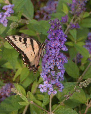 BUDDLEJA 'Blue Chip'