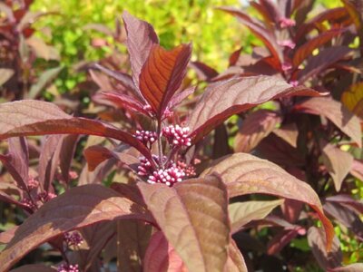 CALLICARPA 'Pearl Glam'