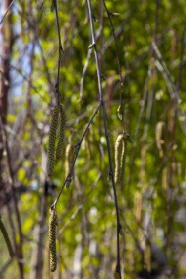 BETULA utilis 'Long Trunk' - image 1