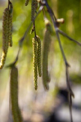 BETULA utilis 'Long Trunk' - image 2